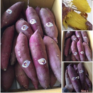 🍠🇯🇵มันญี่ปุ่นแท้ เบนิ ฮารุกะ 5 กิโล (ชิโทริ) นำเข้าจากญี่ปุ่น. 🇯🇵🍠🇯🇵Beni Haruka Sweet Potato