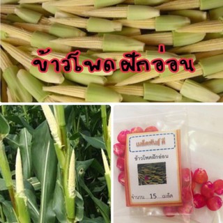 เมล็ดพันธุ์ ข้าวโพดอ่อนกินฟัก ข้าวโพดอ่อน Baby Corn ข้าวโพดฟักอ่อน ข้าวโพด  (ซื้อ 10 แถม 1 คละอย่างได้)