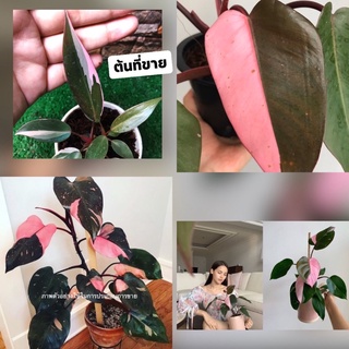 🪴พิ้งปริ้นเซส  philodendron pink princess🔥 ราคาถูกมาก🔥