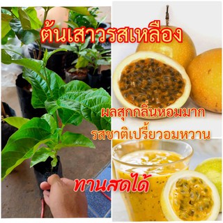 ต้นเสาวรส เสาวรส เหลือง🌱 ผลสุกมีกลิ่นหอมมาก รสชาติเปรี้ยวอมหวาน ทานสดได้