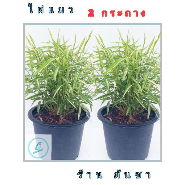 รูปภาพ 6