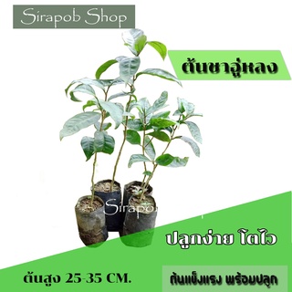 ต้นชาอู่หลง ต้นกล้าชาอู่หลง ต้นชา  ต้นแข็งแรงทนทาน 10 ต้น ต้นสูง 25-35 cm.