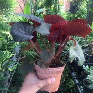 ต้นบีโกเนีย Begonia ไม้อวบน้ำ เลี้ยงง่าย พร้อมส่งในกระถาง4นิ้ว ต้นน่ารัก ฟอร์มสวย 1ต้น ร้านรับประกันสินค้า