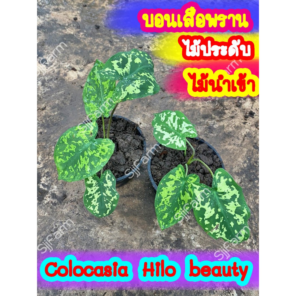 1 กระถาง บอนเสือพราน Colocasia Hilo beauty ไม้นำเข้า ส่งพร้อมกระถาง จัดส่งคละกระถางจากไทย