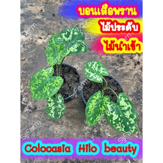 1 กระถาง บอนเสือพราน Colocasia Hilo beauty ไม้นำเข้า ส่งพร้อมกระถาง จัดส่งคละกระถางจากไทย