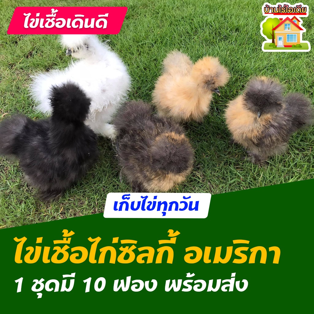 ไข่เชื้อไก่ซิลกี้ อเมริกา สำหรับการฟัก 10 ฟอง