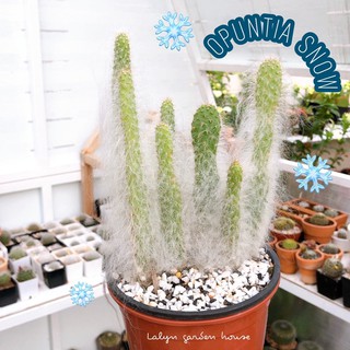 ❄️🌵🤍 OPUNTIA SNOW (โอพัยเทียสโนว์) หนามขนฟูๆขาวๆ ยิ่งแก่ขนยิ่งฟู