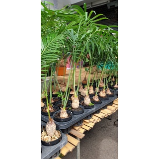 1 ต้น ปรงนา Cycas siamensis ขนาดจิ๋ว ไม้บอนไซ ต้นไม้จิ๋ว ต้นไม้สายย่อ