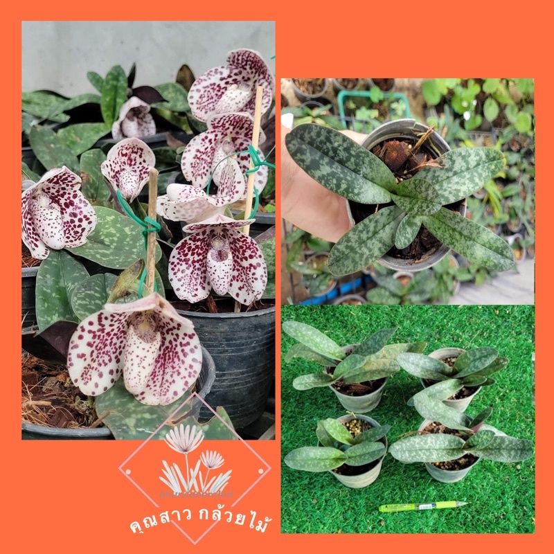 รองเท้านารี​ฝาหอยพม่า📌ส่งทั้งกระถาง📌👍​