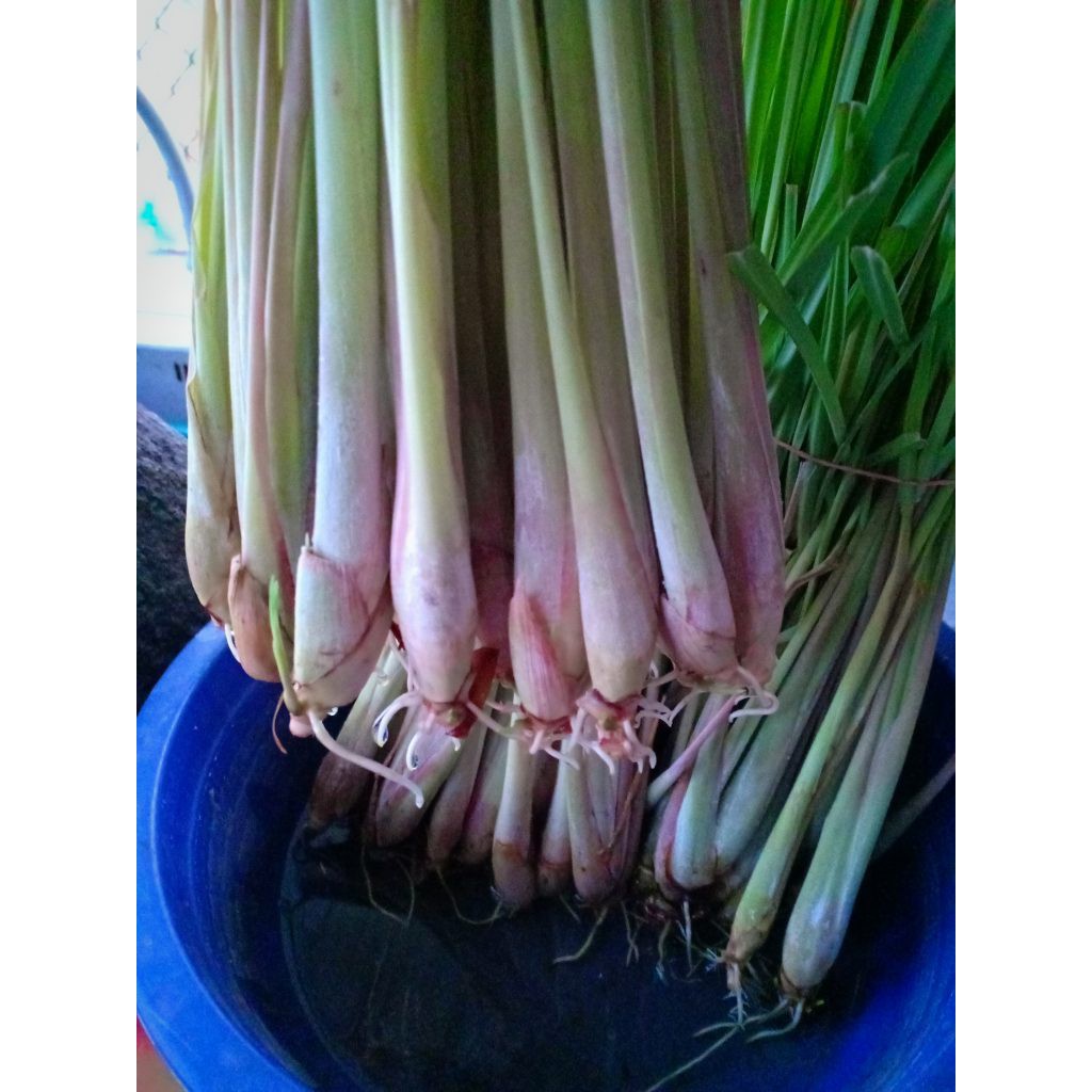 ✌ต้นกล้าตะไคร้(1กก.) ตะไคร้ ต้นตะไคร้ ปลูกได้ ทานได้ Citronella lemon grass(สินค้าพร้อมส่ง)