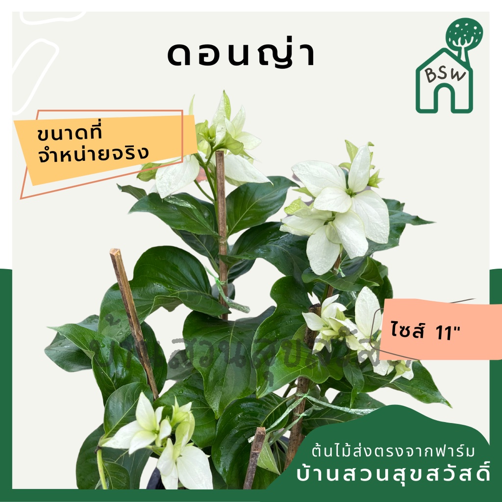 ดอนญ่า กระถาง 11 นิ้ว ต้นดอนญ่า เป็นไม้แดด