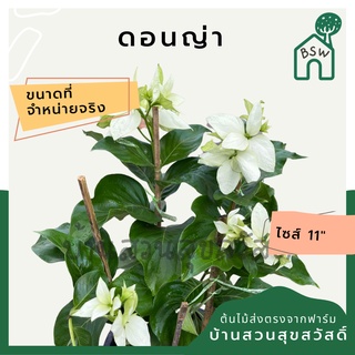 ดอนญ่า กระถาง 11 นิ้ว ต้นดอนญ่า เป็นไม้แดด