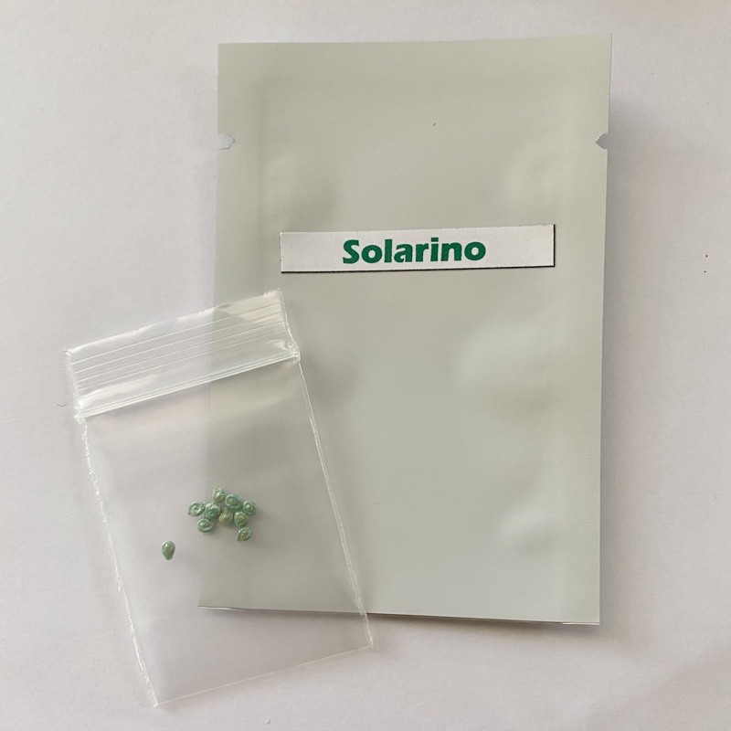 เมล็ดพันธุ์มะเขือเทศ โซลาริโน่ Solarino จำนวน 10 เมล็ด ทานสด เมล็ดของแท้ - รูปที่ 3