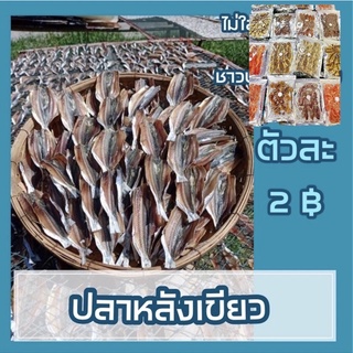 🐟ตัวละ 2 บาท🐟ปลาหลังเขียว ปลาทะเล🏝️🏝️ตากแห้ง มีแบบผ่าแบบ