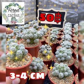 แมมตุ๊กตา Mammillaria gracilis ไม้เมล็ด แคคตัส ส่งทั้งกระถาง