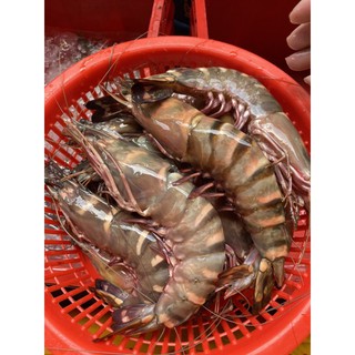 กุ้งลายเสือ จัมโบ้ ถูกที่สุด ยอดขายกว่า 1000โล สดไม่ฟรีซจากเรือโดยตรง รีวิวเพียบ ไม่ผิดหวังแน่นอน