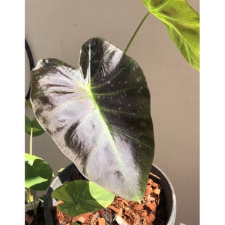 Colocasia Aloha บอนดำ อะโลฮ่า