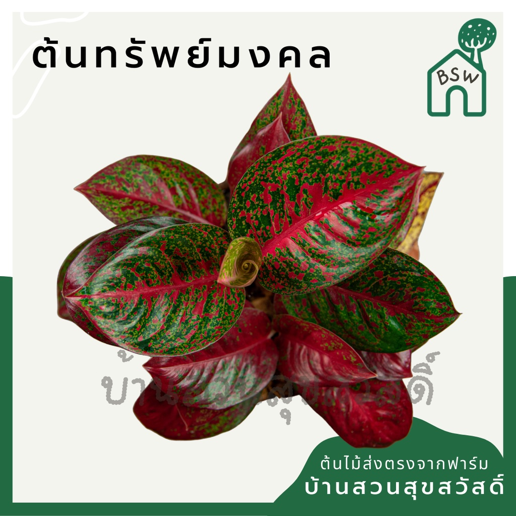 ทรัพย์มงคล (Aglaonema sp. ‘Sapmongkon)