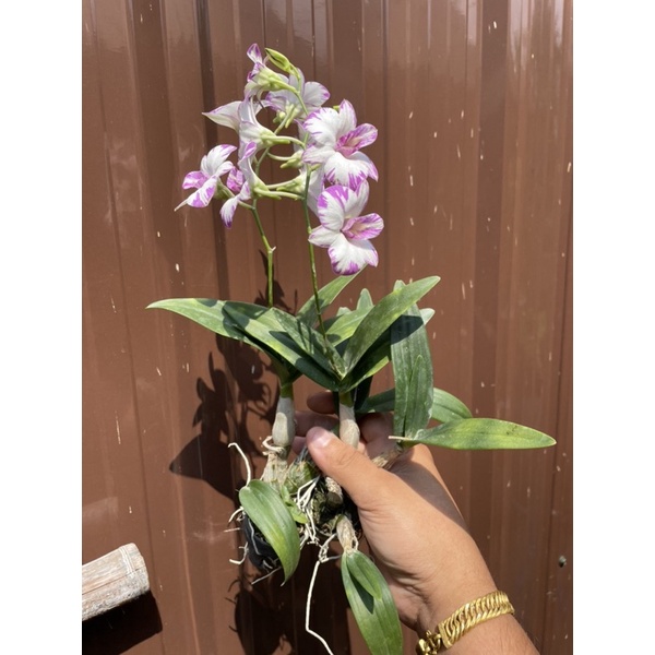 กล้วยไม้อิโนบิสแปลช🌸🌿🍀🌺🌱🍃🌸(กระถาง1นิ้ว) (ส่งติดดอกทุกต้นแต่ไม่ได้การันตีดอก เพราะมีโอกาสหักจากการขนส่ง)