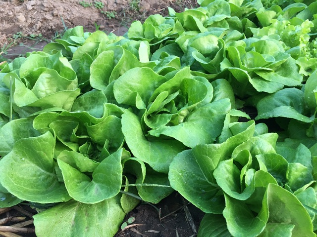 ปุ๋ยอินทรีย์ ชนิดเม็ด เร่งใบ บำรุงต้น ปรับสภาพดิน แบ่งขาย 1 กิโลกรัม (ซีโอไลท์สูตรพิเศษ) - รูปที่ 4