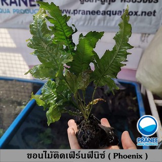 ขอนไม้ติดเฟิร์นฟีนิกซ์ ญี่ปุ่น หายาก!! ( Phoenix ) (ต้นไม้น้ำ)  ***กรุณาอ่านรายละเอียดก่อนสั่งซื้อ***