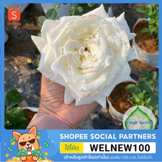 Flower Garden F509 กุหลาบ โป๊ป Pope John Paul ดอกใหญ่ หอมแรงมาก เลี้ยงง่าย *ติดดอก