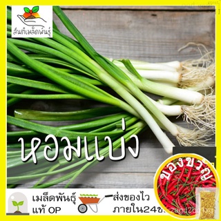 เมล็ดพันธุ์ หอมแบ่ง 300 เมล็ด Welsh Onion seeds เมล็ดพันธุ์แท้ นำเข้าจากต่างประเทศ ปลูกผัก สวนครัว ปลูกง่าย โตไวWhiteMan