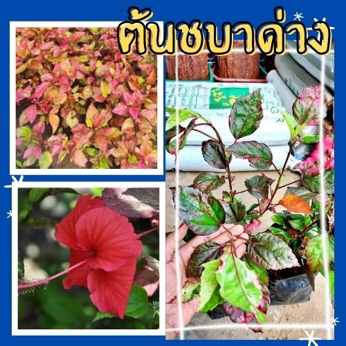 1 ต้น ต้นชบาด่าง (ชบาสามสี) ไม้ประดับหายาก ดอกสวยมาก ต้นทรงพุ่มสวยมาก ปลูกตกแต่งบ้าน จัดส่งพร้อมถุงช