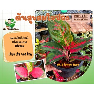 อโกลนีมา สุขสมใจปอง ช้างแดง Aglaonema. Changdaeng ราชาแห่งไม้ประดับ ไม้มงคล ไม้ฟอกอากาศ อโกลนีมาสุขสมปอง