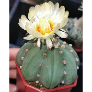 แอ​สโตร​ไฟตัม  เว้า # super  #แคสตัส castus​ Astrophytum แอสโตร แอสโตร​ไ​ฟตั้​ม กระบองเพชร