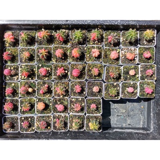 ยิมโนด่าง ไม้เมล็ด Gymno calycium Cactus แคคตัส กระบองเพชร ไม้อวบน้ำ  ราคาถูก​ ไม้ด่าง ยิมโน ไม้ด่าง ต้นไม้ พิงค์ ด่าง