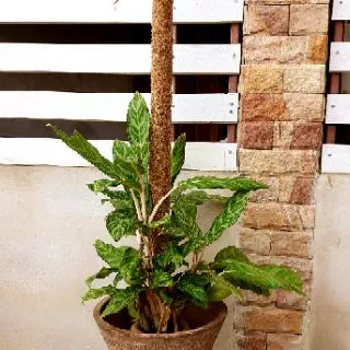 ถูกมาก!!! 🌿เสาไม้เลื้อย/ดามต้นไม้