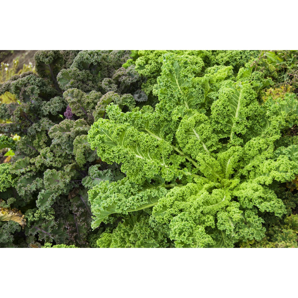 ต้นกล้าเคล (kale)   คะน้าใบหยิก  กล้าละ 12  บาท   ราชินีของผักทั้งมวล คุณค่าอาหารสูง พร้อมปลูก