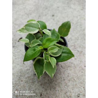 ต้นเปปเปอร์โรเมียใบด่าง Peperomia ต้นไม้มงคล กระถาง  3 นิ้ว 39 บาท