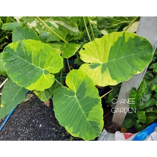 ออดิบด่างเหลืองอันดามัน Colocasia gigantea Yellow andaman