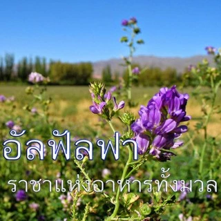 เมล็ดอัลฟาฟ่า 20-100กรัม เมล็ดหญ้าทิโมธี ( เมล็ดใหม่ 2025 จาก แคนาดา) ***ศึกษาวิธีปลูกได้ในรายละเอียดสินค้า***