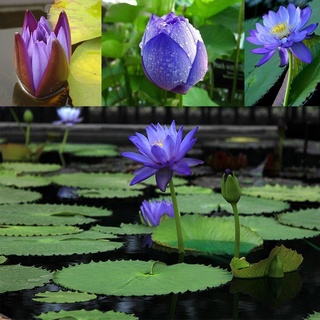 7 เมล็ด เมล็ดบัว สีน้ำเงิน ดอกใหญ่ สายพันธุ์เมล็ดบัว ดอกบัว Lotus seeds.