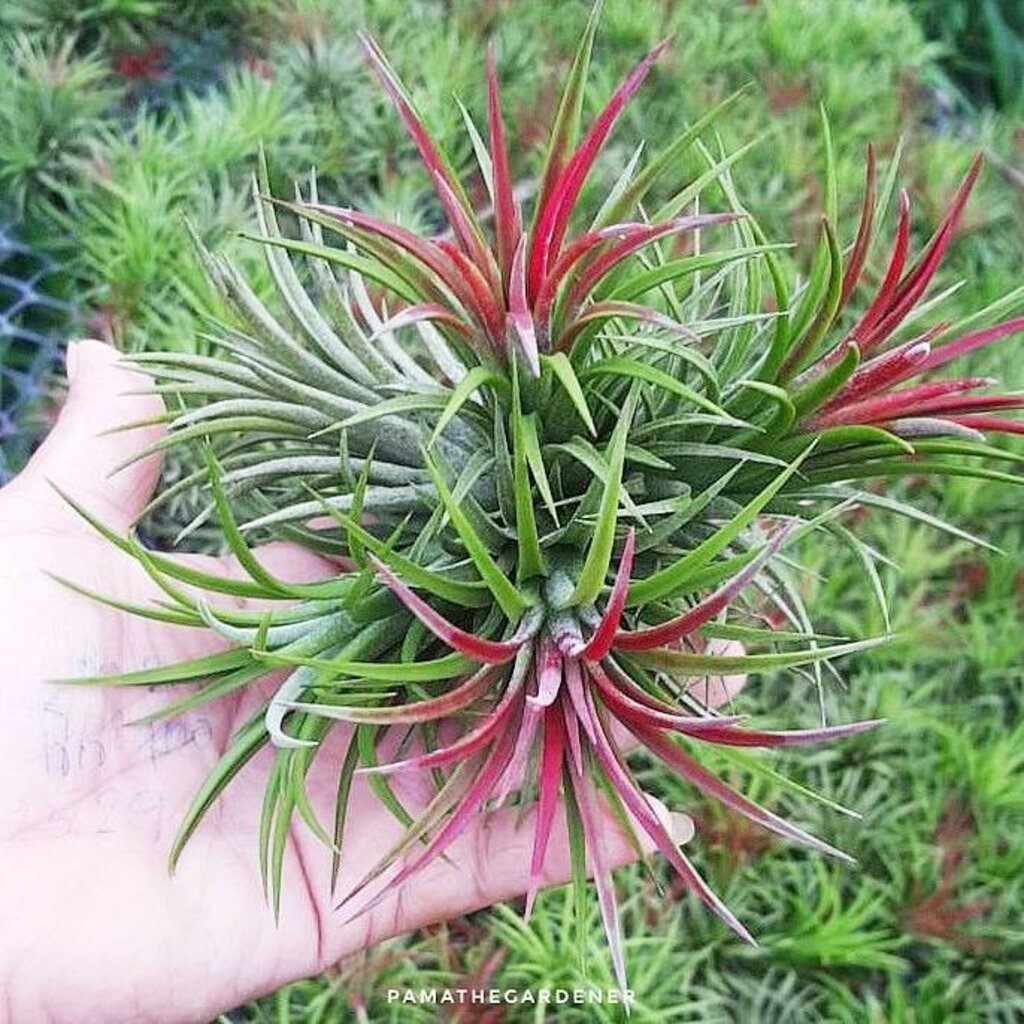 มุมมอง 2