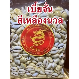 หอยเบี้ย เบี้ยจั่น เบี้ยจั่นหอยเบี้ยคละไซส์ขายยกถุงราคาไม่แพงมีทั้งสีธรรมดาและสีเหลืองนวลเงา