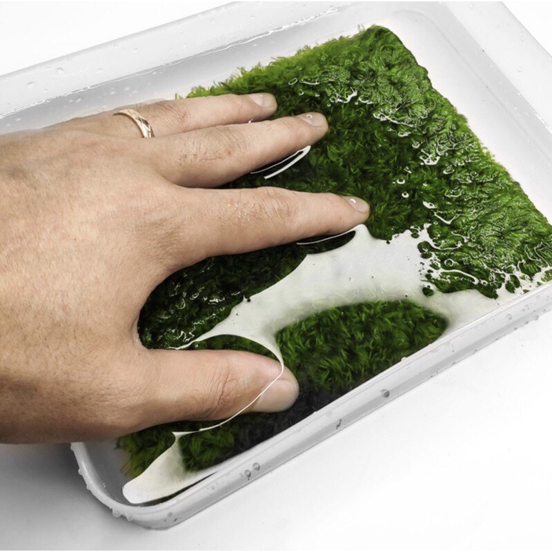 DH Moss Mat มอสเทียม พื้นสำหรับกบ สัตว์เลื้อยคลาน มีหลายขนาดให้เลือก - รูปที่ 4