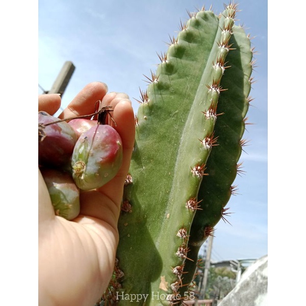 เมล็ดตอจามาคารู 20 เมล็ด (Cereus Jamacaru) ซีรีอุส จามาคารู แคคตัส ไม้ลำ