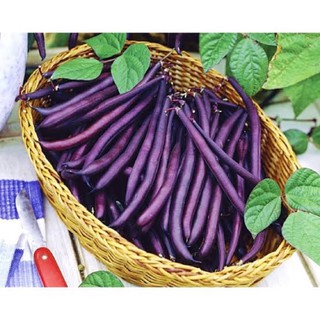 1.เมล็ด ถั่วแขก สีม่วง ( Purple Bush Bean ) บรรจุ 12 เมล็ด