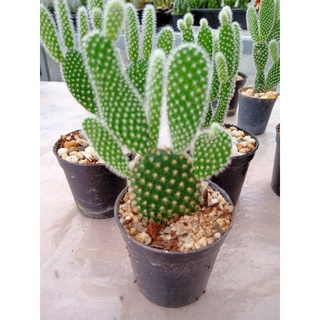 Cactus มิกกี้เม้าส์ (กระบองเพชร)กระถาง 2 นิ้ว1ชุด2กระถาง