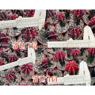 ยิมโนดำแดง กระบองเพชร กุหลาบหิน ไม้อวบน้ำ succulent cactus ราคาส่ง