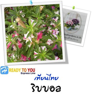 เทียนไทย (Impatiens balsamina) ริบบอล  25 เมล็ด (จาก Homeandgardends)