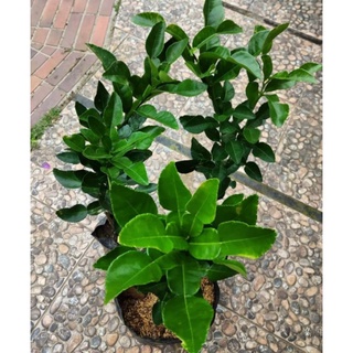 BIBIT JERUK PURUT DAUN ANGKA 8 USIA DEWASA / DAUN JERUK UNTUK MASAK WANGI / jeruk sambal jeruk purut