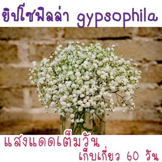 100เมล็ด!! เมล็ดดอก ยิปโซฟิลล่า gypsophila