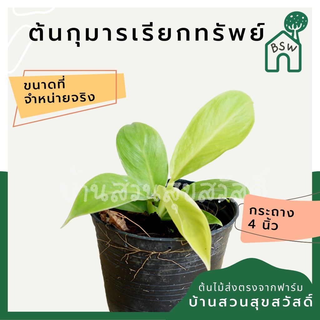 กุมารเรียกทรัพย์ กระถาง 4 นิ้ว ฟิโลเดนดรอน มูนไลท์ philodendron moonlight