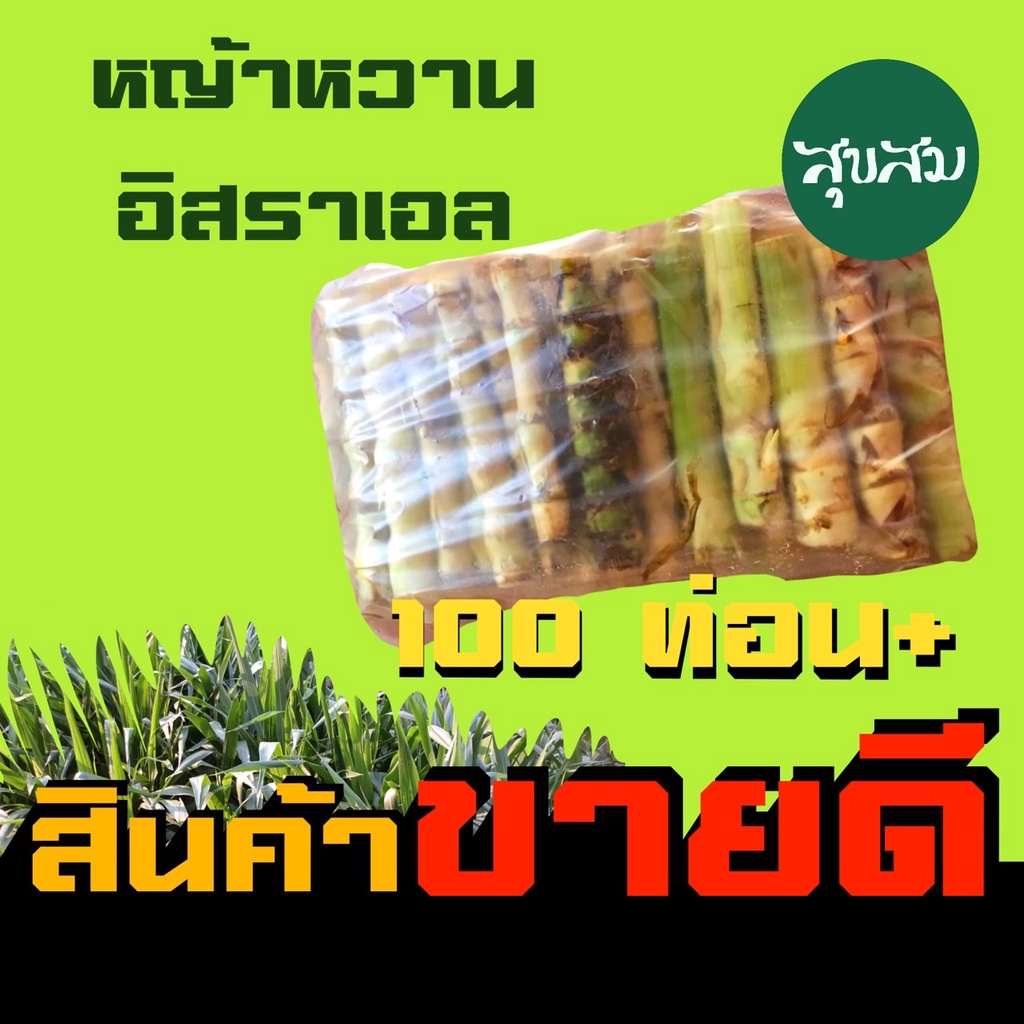 ท่อนพันธุ์ หญ้าหวานอิสเอล หญ้าหวานอิสราเอล แพคละ 100 ท่อน หญ้าปลูก เลี้ยงสัตว์ l พันธุ์หญ้าวัว พันธุ