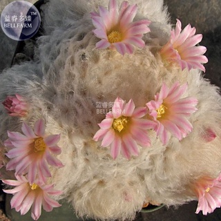 30 เมล็ด ขนนกเหลืองดอกชมพู แมมขนนกญี่ปุ่น ขนนกขาวญี่ปุ่น ดอกสีชมพู Mammillaria plumosa เมล็ดกระบองเพชร แคคตัส